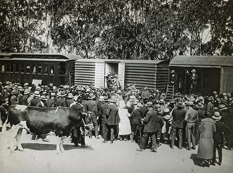 1 - Pure Bred Stock.jpg - 1 - Pure bred stock A lecture about breeding pure bred stock.